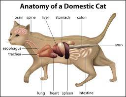 Cats, also called domestic cats (felis catus), are small, carnivorous mammals, of the family felidae. Pin On From The Catster Files