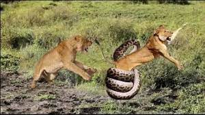Giant Python Very Strong But Brother Lion Attacked And Save Baby ...