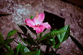 Image result for Hibiscus platycalyx