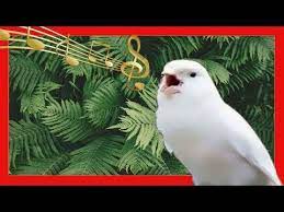Canario Cantando Cante De Canarios Como Hacer Que Un Canario Cante Youtube Canarios Pajaros Cardenales Fotos De Aves