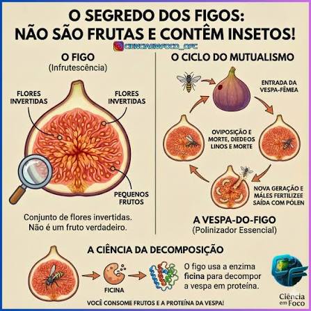 Ciência - O Banquete Secreto: Por que Figos não são Frutas? 🌸🐝 O figo que você coloca na mesa não é uma fruta comum, mas um ecossistema oculto e fascinante. Na verdade,
