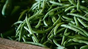 Greencrop beans produce an abundant crop of tasty beans on prolific bush plants. Beans In The Garden Usu