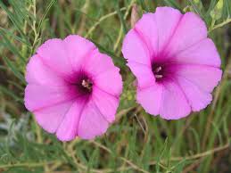 Image result for Ipomoea lapathifolia