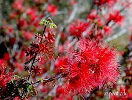 Some of the wildflowers listed below do not yet have images available in this color. Red Flowers Archives Desert Gardening 101