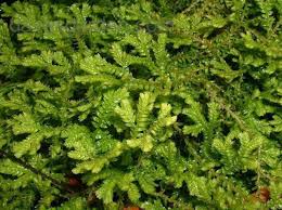 Image result for Selaginella kraussiana