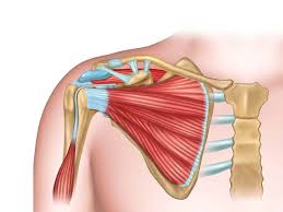 • under normal conditions the amount of friction is reduced to a minimum by the large. Dr Terence Moopanar Rotator Cuff Tears