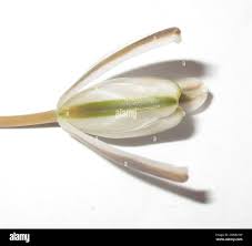 Image result for Albuca setosa