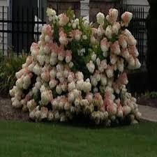 These limelight hydrangea growing tips show you how easy it is to plant and care for sun loving hydrangeas. Pin On Gardening