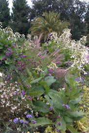 Frankfurt Gaura Verbena Bonariense Pennisetum Nicotiana Plants Garden Inspiration Prairie Planting