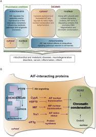 Dna, proteins, and mutations below are two partial sequences of dna bases (shown for only one strand of dna) sequence 1 is from a human and sequence 2 is from a cow. Apoptosis Inducing Factor Aif In Physiology And Disease The Tale Of A Repented Natural Born Killer Ebiomedicine