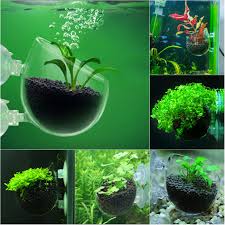 Hanno bisogno di molta luce naturale ma non c'è il sole diretto per molte ore. Vaso Per Piante Acquatiche In Cristallo Per Acquario Hamkaw 1 Confezione Vasi Biodegradabili Com Giardino E Giardinaggio