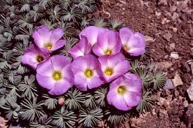 Image result for Oxalis purpurascens