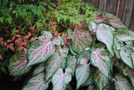 A Caladium Universo Das Flores