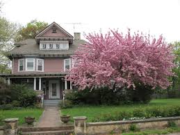 Kwanzan flowering cherry tree care. Kwanzan Cherry Tree Cherry Tree Early Spring Crabapple Tree Flowering Cherry Tree Apple Tree Care