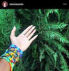 Good morning my lovely dearies, have a positive day y'all ☮️!! PEACE TO THE  WORLD 🌍, PEACE TO AFRICA ,BLESS UP!!.