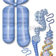 Ein Chromatid Chromosom Doccheck Flexikon