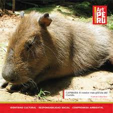 Cuando te diste cuenta de que aumentó la población es porque ya. Artperu Capibara El Ronsoco Puerco De Rio O Facebook