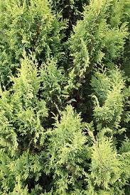The spruce / evgeniya vlasova. 20 Essential Evergreen Shrubs Best Types Of Evergreen Bushes