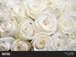 Free white rose wallpapers and white rose backgrounds for your computer desktop. White Rose Background Image Photo Free Trial Bigstock