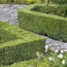 Image result for Buxus