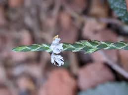 Image result for Elytraria acaulis