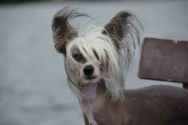 In the hairless variety, soft silky hair is found only on the head (crest), tail (plume), and feet and lower legs. The Chinese Crested Dog Your Ultimate Breed Information Guide Your Dog Advisor