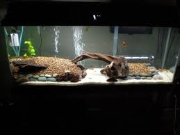 All About Tropical Fish Tanks Ratemyfishtank Com