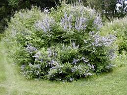 Image result for Vitex patula
