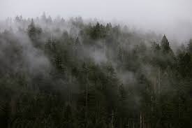 Gloom, it turns out, is really the prevailing weather feature here. Foggy Northwest Tree Tops By Kevin Russ Foggy Forest Foggy Forest Art