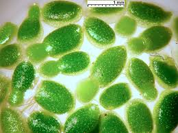 Image result for Wolffiella hyalina