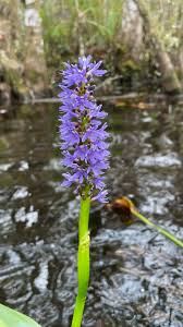 Image result for Pontederiaceae