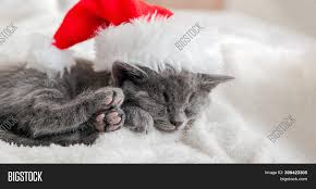 Here are only the best christmas kittens wallpapers. Christmas Kitten Santa Image Photo Free Trial Bigstock