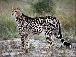 The King Cheetah Amazing Facts Pictures The Wildlife Cheetah Pictures Africa Animals Small Wild Cats
