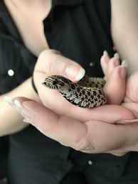 My Wife And I Picked Up This Little Guy Yesterday Meet Hagrid The Western Hognose Http Ift Tt 2wzos2j Pet Snake Cute Reptiles Hognose Snake