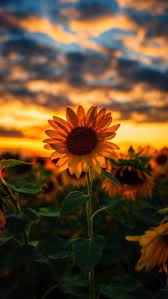Wallpaper Iphone Sunflower Iphone Wallpaper Sunflower Wallpaper Sunflower Wallpaper Hd
