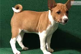 New york is a great state to find a large selection of puppies for sale. Amedelyofpotpourri Basenji Puppies For Sale Houston
