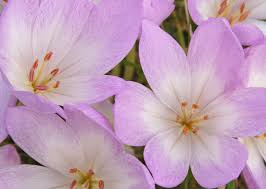 Maybe you would like to learn more about one of these? 8 Plants That Are Poisonous To Cats And Dogs