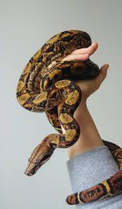 Mine produce litters at barely for feet and slender. My Wonderful Young Man 1 5 Year Old Nicaraguan Dwarf Boa Snakes