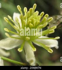 Image result for Clematis brachiata