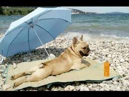 We found 33 pictures of hilariously funny bears that look like they could be thinking or doing some of the things that we do every day. Funny Animals Behaving Like Humans Youtube