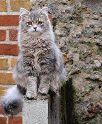 They are great with families with kids because they are both affectionate and playful. Portrait Of Siberian Cat Sitting By Jean Michel Segaud Eyeem