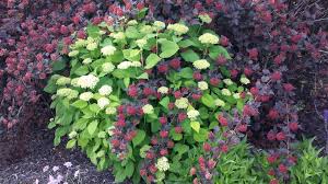 Find help and information on physocarpus opulifolius 'diabolo' ninebark 'monlo' spiraea 'diablo', including varieties and pruning advice. Diablo Ninebark And Annabelle Hydrangea Combo Diablo Ninebark Plants Annabelle Hydrangea