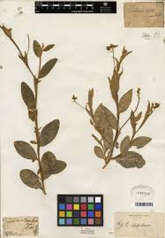 Image result for Stipularia