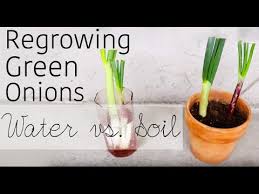 We did not find results for: Experiment To See If Green Onions Regrow Better In Water Or Soil 3 Steps With Pictures Instructables