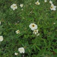 Image result for Turneraceae