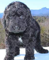 Black F1bb Goldendoodle Goldendoodle Breeders Goldendoodle Goldendoodle Black