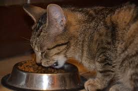 These patches (see photo) are located on several places on our cat's chin. Prevention And Treatment Of Feline Acne Face Foundation