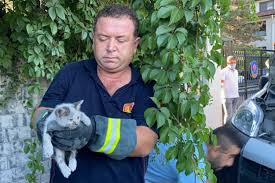 Kedi Sesi Dinleterek Kurtardilar Motor Kisminda Sikismisti Miyavliyo