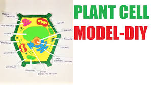 The current article provides an easy way to build your own plant cell model using simple decorative material as well as edible treats like jello, candy and jelly beans. Plant Cell Model For School Science Exhibition Fair Diy Youtube