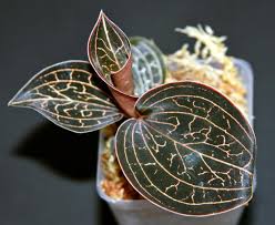 Maybe you would like to learn more about one of these? Orkid Berharga Jenis Orkid White Orchid Penjagaan Rumah